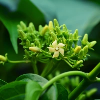 Gymnema Sylvestre sugar destroyer Ayurvedic extract in MounjaMelt Official reducing sweet cravings and sugar absorption